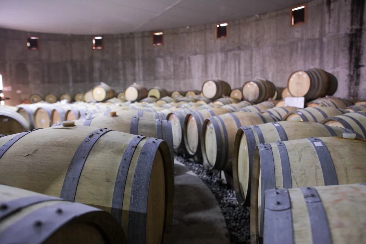 Dilema do pisco: a amada bebida chilena corre risco com mudanças climáticas