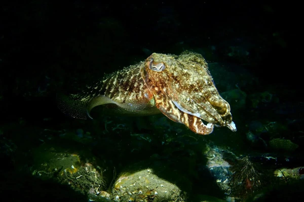 Moluscos deformam a própria pele em segundos para desaparecer no fundo do mar