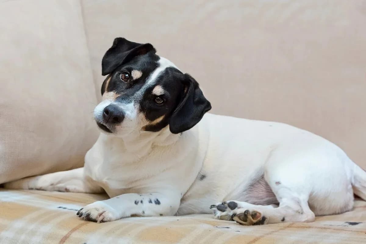 Negligência diária ameaça a saúde dos pets